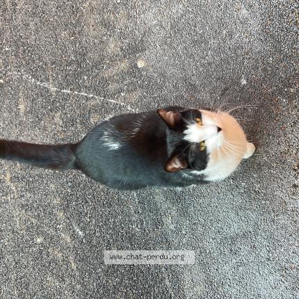 Photo 1/1 Chat retrouvé Perdu à Oye Plage