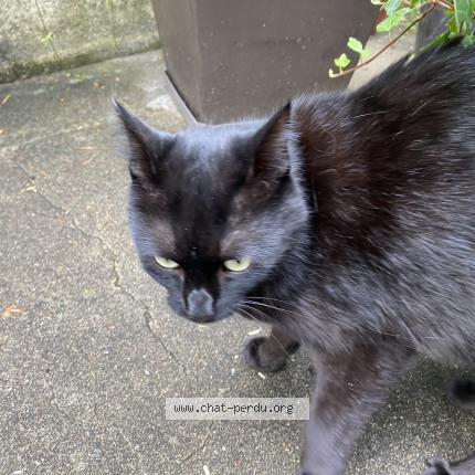 Photo 1/1 Chat retrouvé Trouvé à Orleans