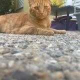 Photo de chat perdu à Monthey