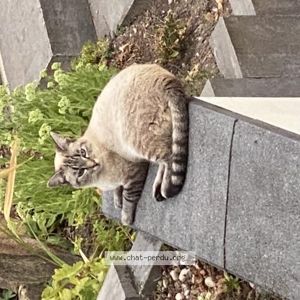 Photo 1/1 Chat retrouvé Perdu à Luneville