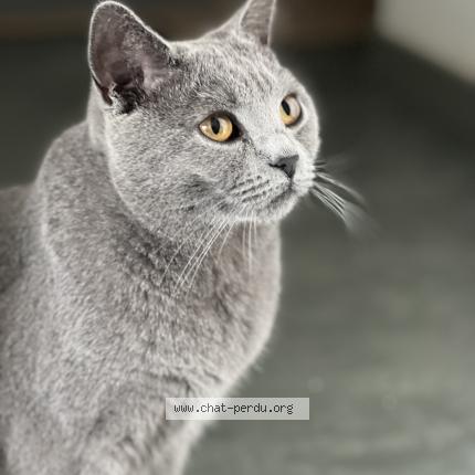 Photo 1/1 Chat retrouvé Perdu à Toulouse