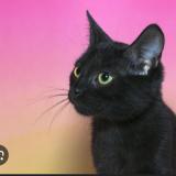 Photo de chat perdu à Le Mans