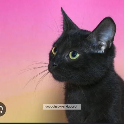 Photo 1/1 Chat retrouvé Perdu à Le mans