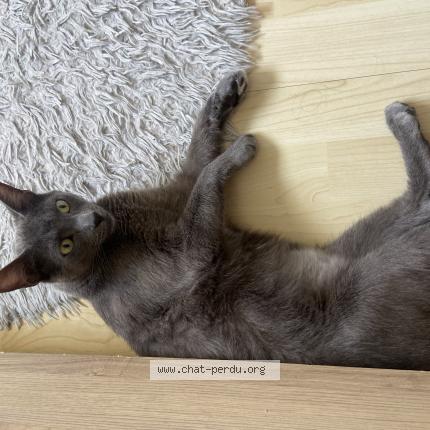 Photo de chat perdu à Les Abrets En Dauphine
