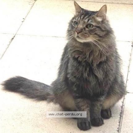 Photo de chat perdu à Saint Genis Laval