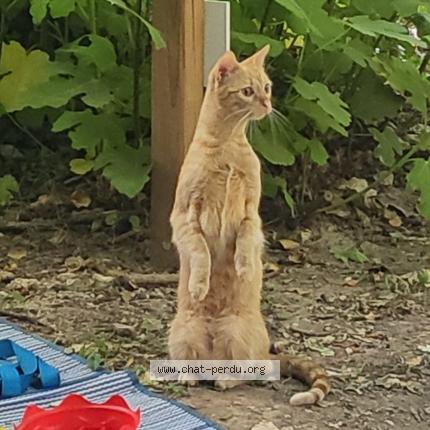 Photo 1/1 Stella Chat perdu à Vallon pont d arc