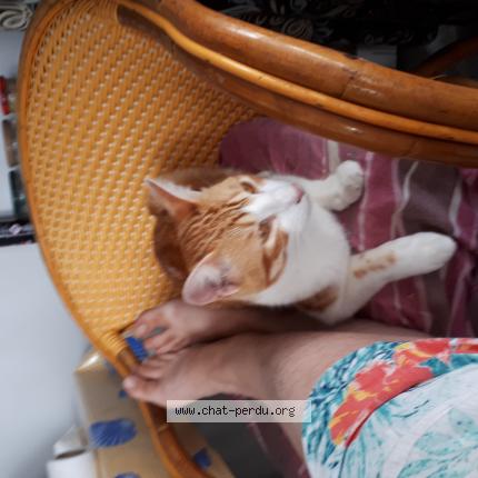 Photo de chat perdu à Rennes