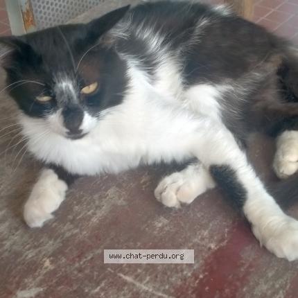 Photo 1/1 Chat retrouvé Trouvé à Perpignan