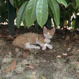 Photo de chat perdu à Mantes La Jolie