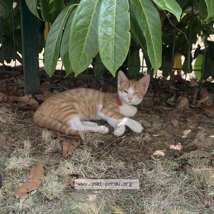 Photo 1/1 Chat retrouvé Perdu à Mantes La Jolie