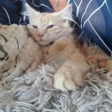 Photo de chat perdu à Lescheroux