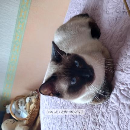 Photo 1/1 Chat retrouvé Perdu à Limoges