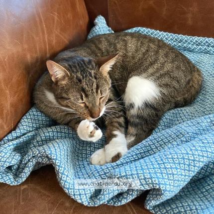 Photo 1/1 Chifoumi Chat perdu à Nantes