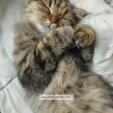 Photo de chat perdu à Le Kremlin Bicetre