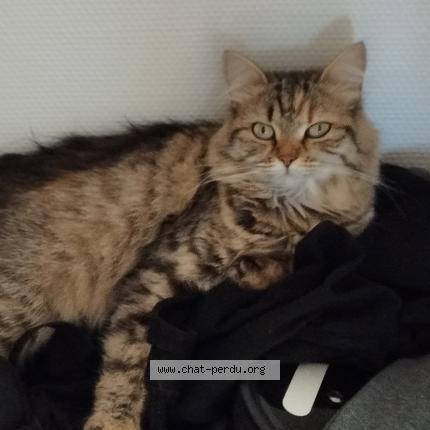 Photo 2/3 Chat retrouvé Perdu à Le Kremlin Bicetre