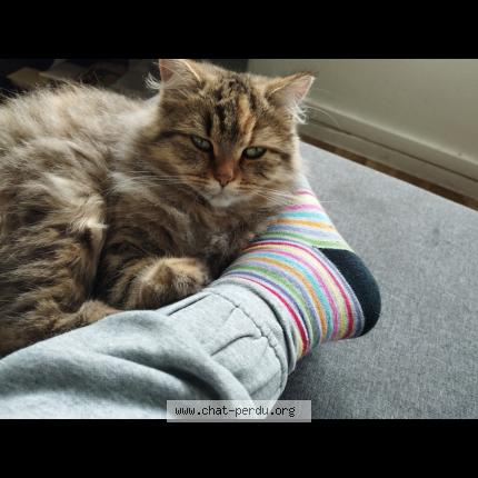 Photo 3/3 Chat retrouvé Perdu à Le Kremlin Bicetre