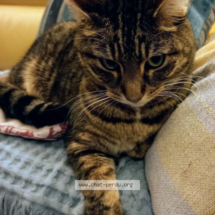 Photo de chat perdu à Joue Les Tours