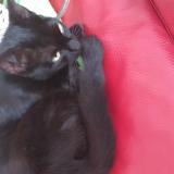 Photo de chat trouvé à La Ferte Bernard