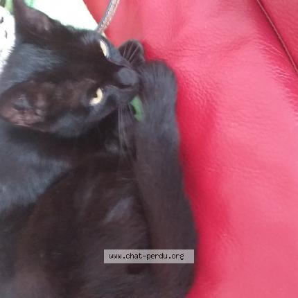 Photo 1/1 Chat retrouvé Trouvé à La ferte bernard
