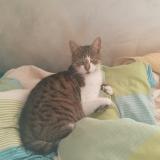 Photo de chat perdu à Aubergenville