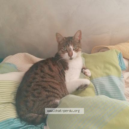 Photo 1/1 Chat retrouvé Perdu à Aubergenville