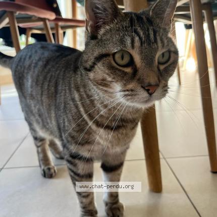 Photo 2/2 Chat retrouvé Perdu à Montauban