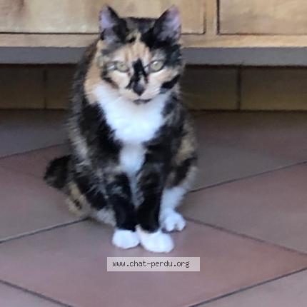 Photo de chat perdu à Balma