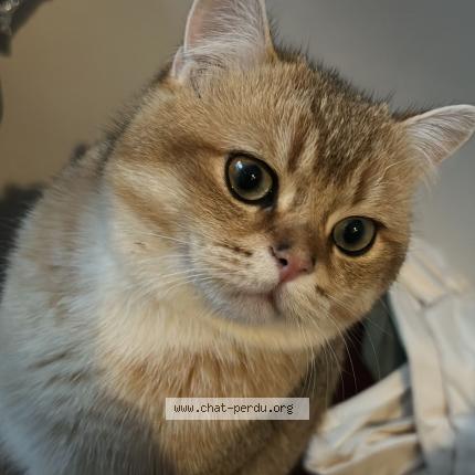 Photo 1/1 Chat retrouvé Perdu à Strasbourg Elsau