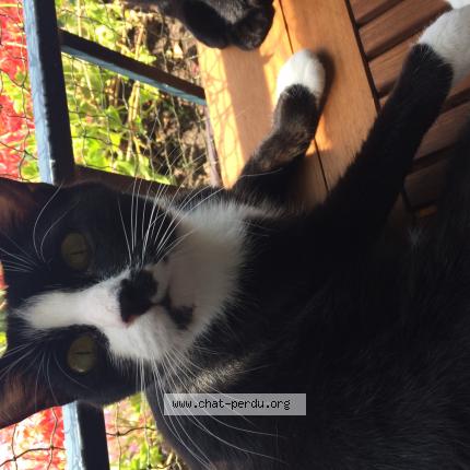 Photo 1/1 Chat retrouvé Perdu à Chens Sur Leman