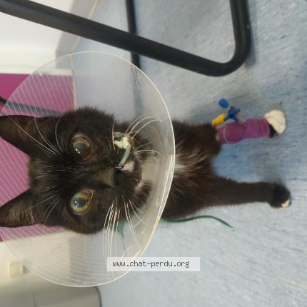 Photo de chat perdu à Toulouse