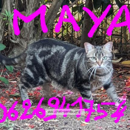 Photo de chat perdu à Le Cap D Agde