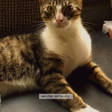 Photo 1/1 Chat retrouvé Perdu à Tourcoing