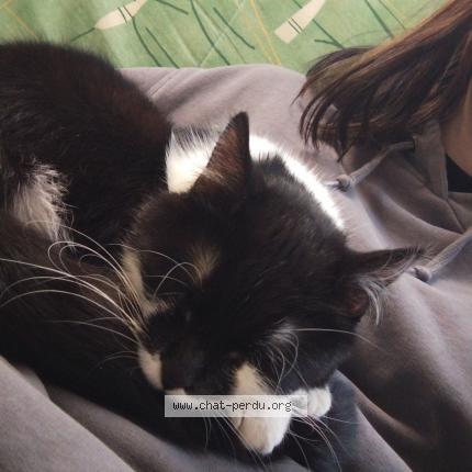 Photo 1/1 Chat retrouvé Perdu à Epernay