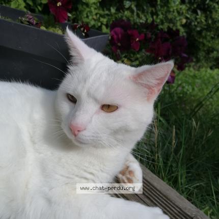 Photo de chat perdu à Les Ponts De Ce