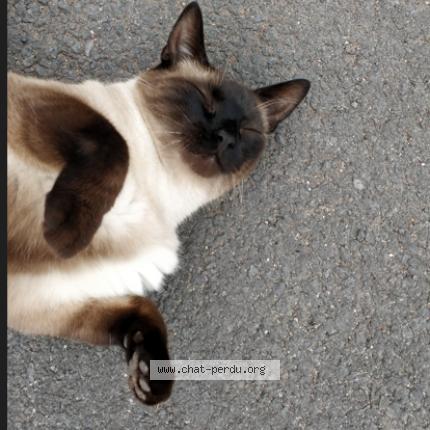 Photo 1/1 Chat retrouvé Perdu à Polignac