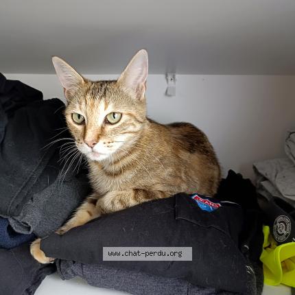 Photo de chat trouvé à Villecresnes