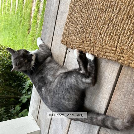 Photo 1/1 Chat retrouvé Trouvé à Paris