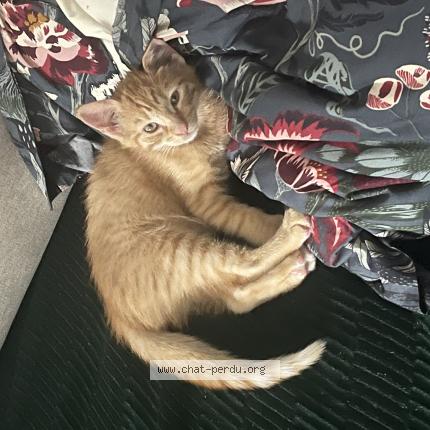 Photo 1/1 Chat retrouvé Perdu à Niort