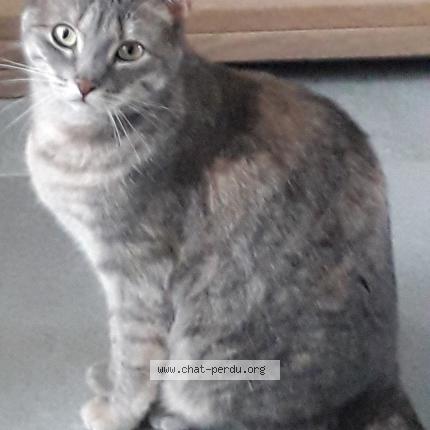 Photo 1/1 Chat retrouvé Perdu à Faches Thumesnil