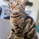 Photo de chat perdu à Versailles