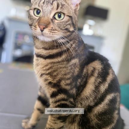 Photo 1/1 Chat retrouvé Perdu à Versailles