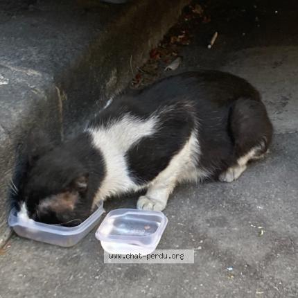 Photo 3/3 Chat retrouvé Perdu à Martigues