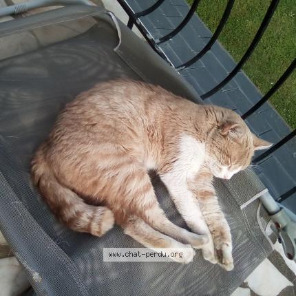 Photo de chat perdu à Villeveque