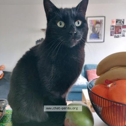 Photo 1/1 Chat retrouvé Perdu à Lille