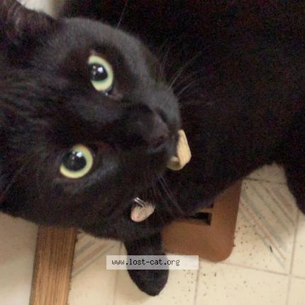 Photo 1/1 Chat retrouvé Perdu à Calgary