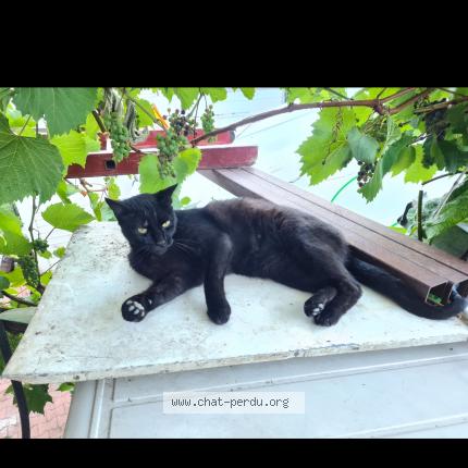 Photo 1/1 Chat retrouvé Perdu à La mure