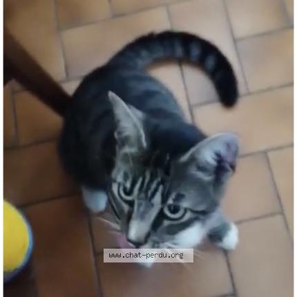 Photo 1/1 Chat retrouvé Perdu à Poilly Sur Serein