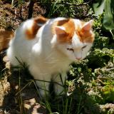 Photo de chat perdu à Villepreux