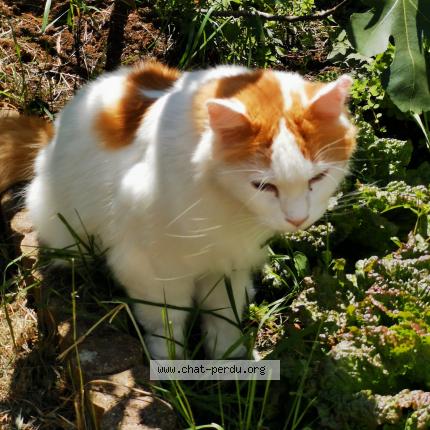 Photo 1/1 Chat retrouvé Perdu à Villepreux