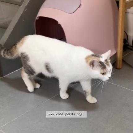 Photo de chat perdu à Montpellier